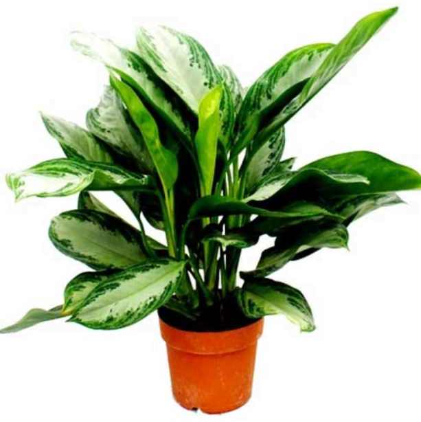 Aglaonema
