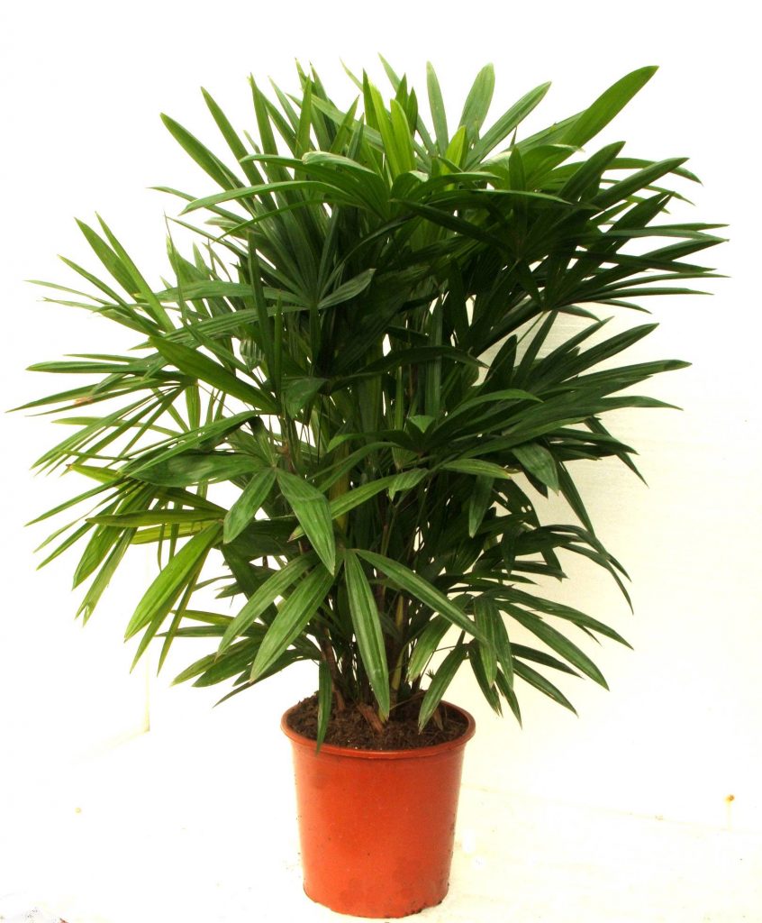 Rhapis-Palm
