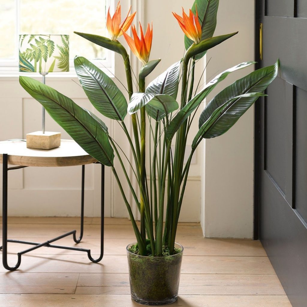 best-indoor-plant