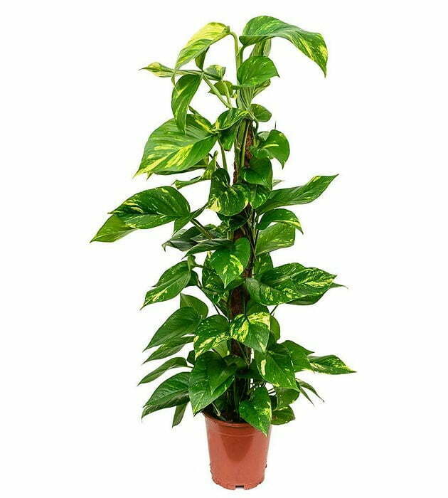 best-indoor-plant