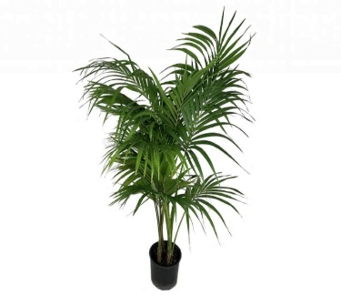 cane-palm