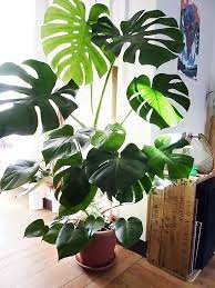 best-indoor-plant