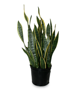 snake-plant