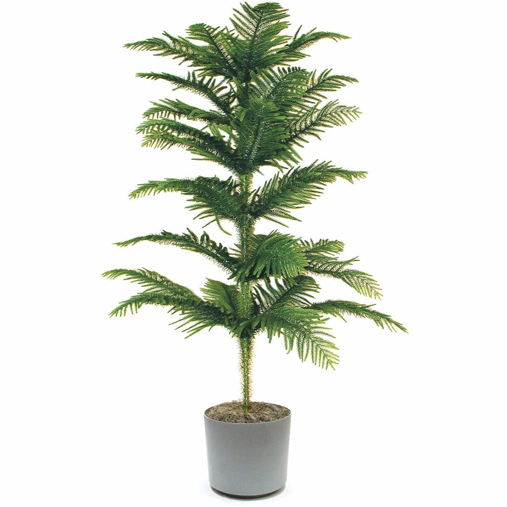 Araucaria