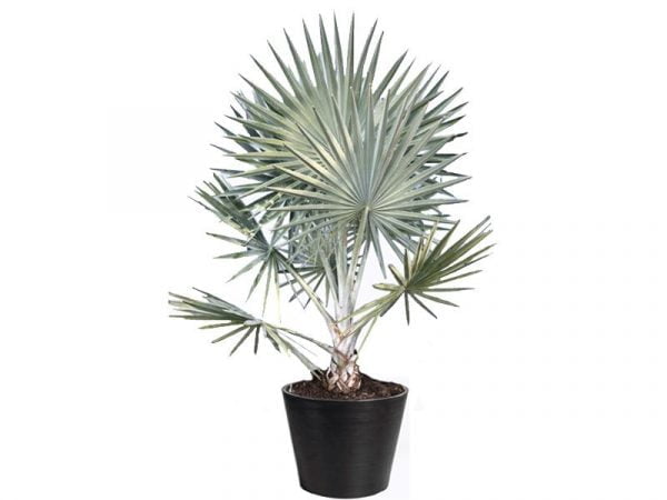 Bismarckia-Palm