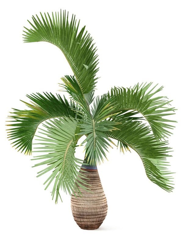 Bottle-Palm