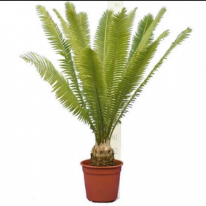 Dioon-Palm