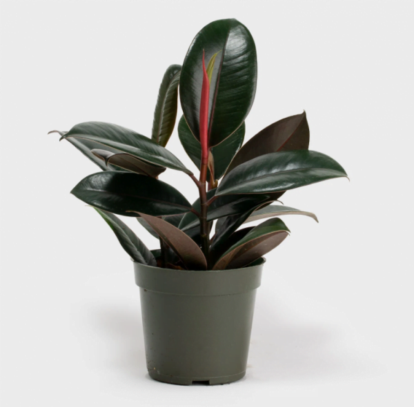 rubber-plant