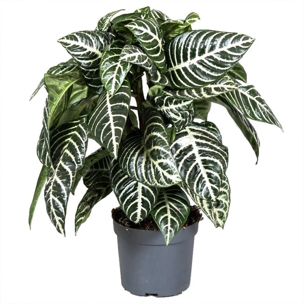 Zebra Plant