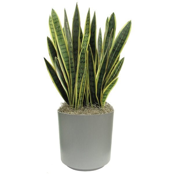 snake-plant