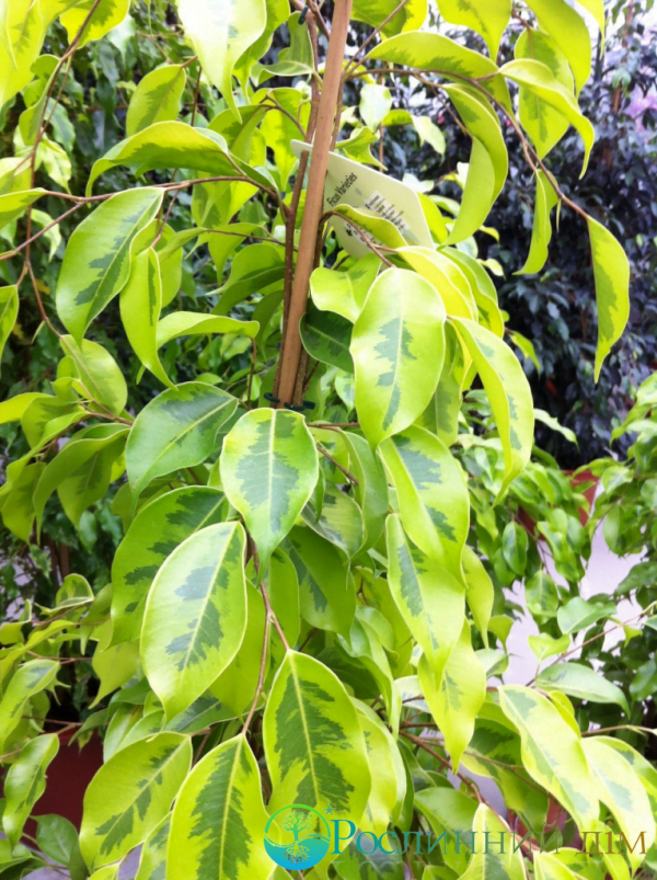 Golden-Ficus