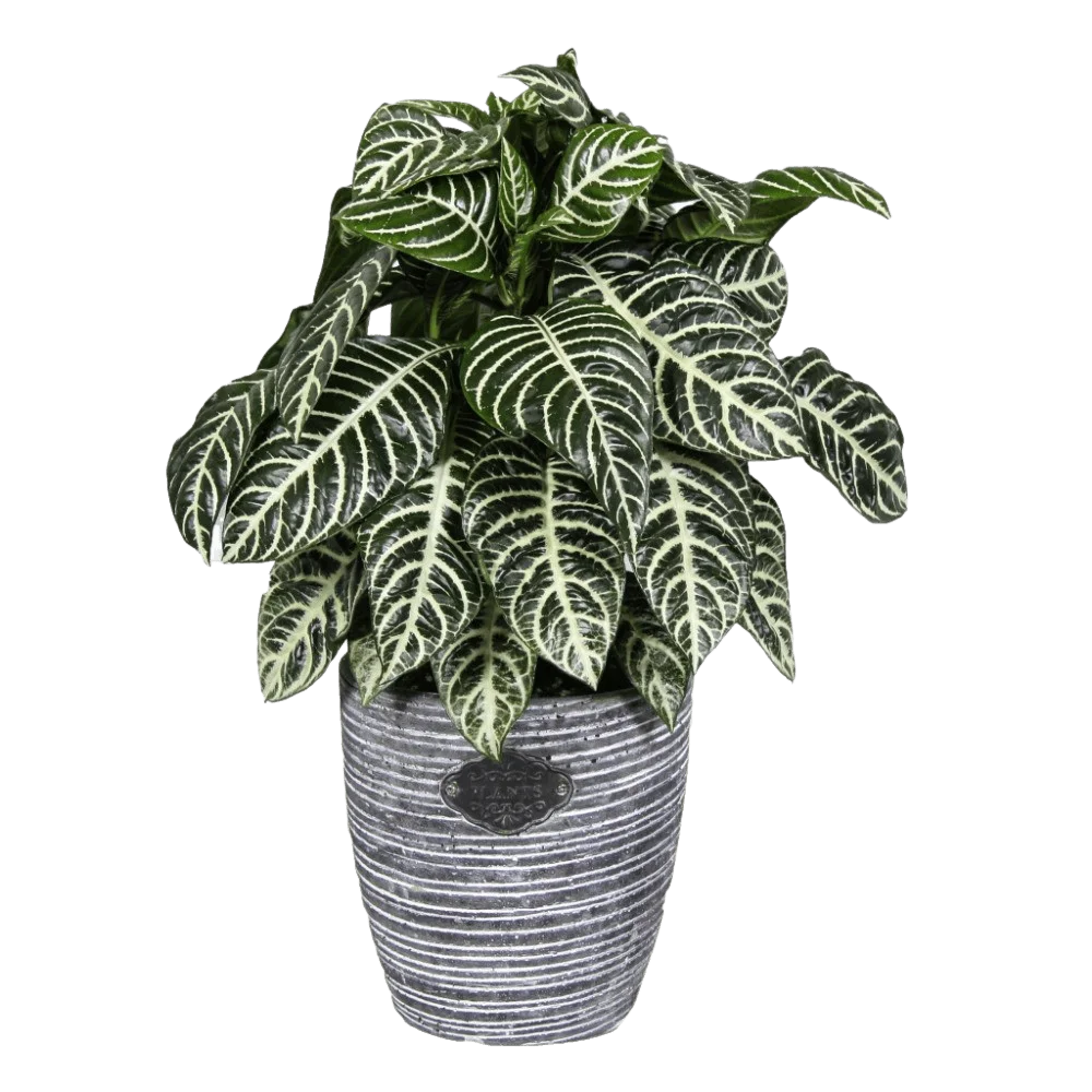zebra-plant