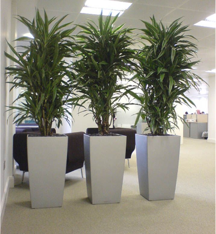 big-indoor-plants