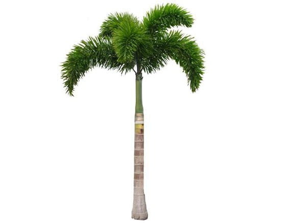 Foxtail-Palm