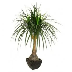 Ponytail-Palm
