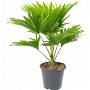 Table-Palm