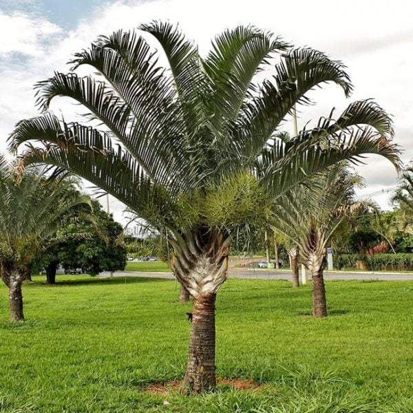 Triangle-Palm