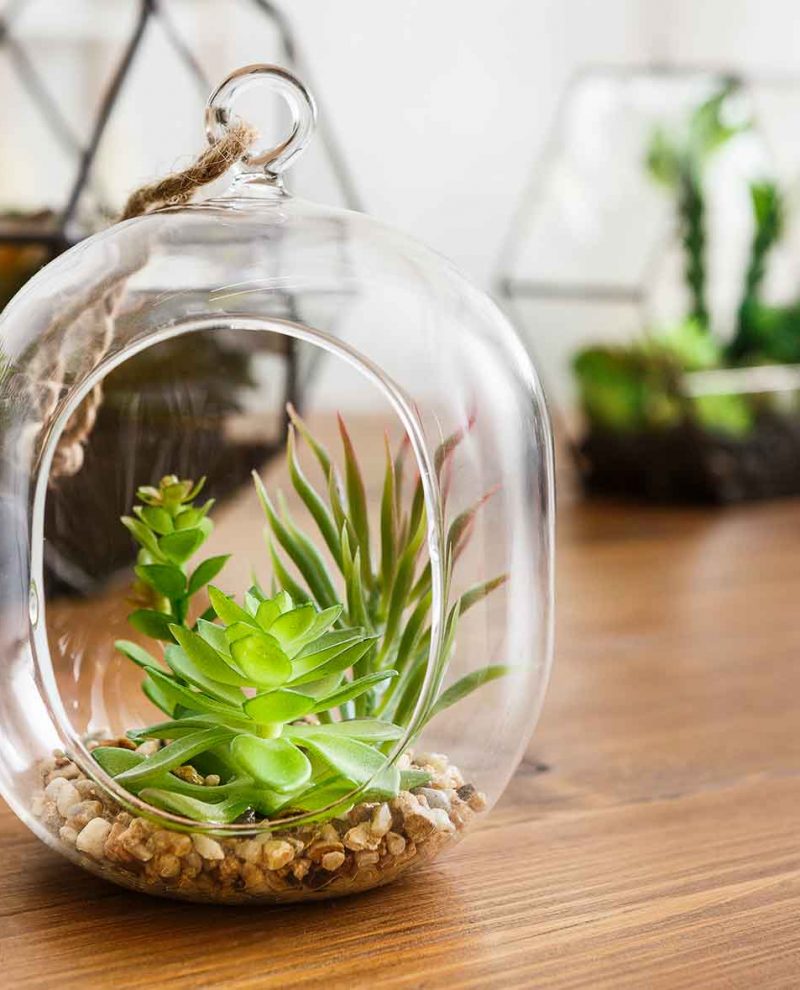 mini-gardens-in-florariums-green-interior-decor-co-VF73KZB-1.jpg